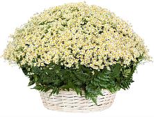 Цветочная композиция из Ромашки в корзине #REPLACE_PRED# Андреевской Краснодарского края